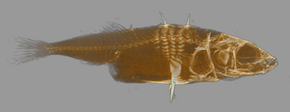 Three-spined Stickleback